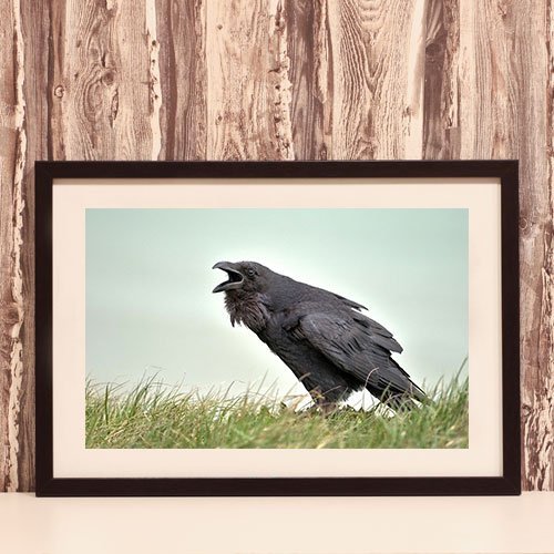 Raven Framed Print Viking Animal Raven in Nature